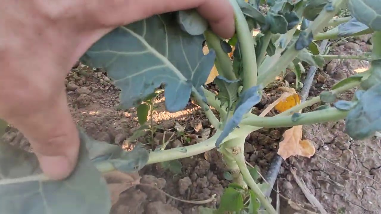 BROCOLI. Reproducción asexual por esquejes