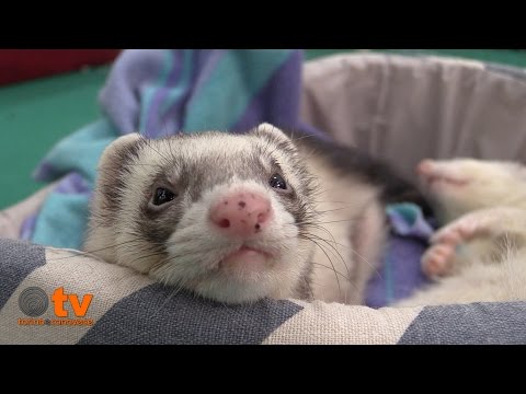 Video: Furetti Con Feci Nere E Catramose A Causa Della Presenza Di Sangue