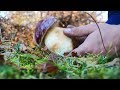 Funghi Porcini - Boletus Edulis 2019