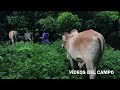 Venta de un torito y una Yunta de bueyes en Santa Elena, Usulután, El Salvador.