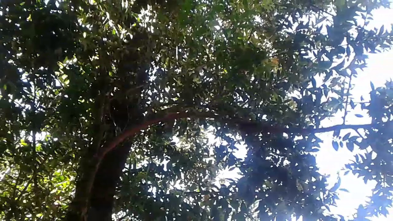 tavinho moura PALPITES PARA A PTN E CORUJA DO DIA 12 DE SETEMBRO DE 2017