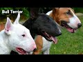 All Dog Breeds Slideshow