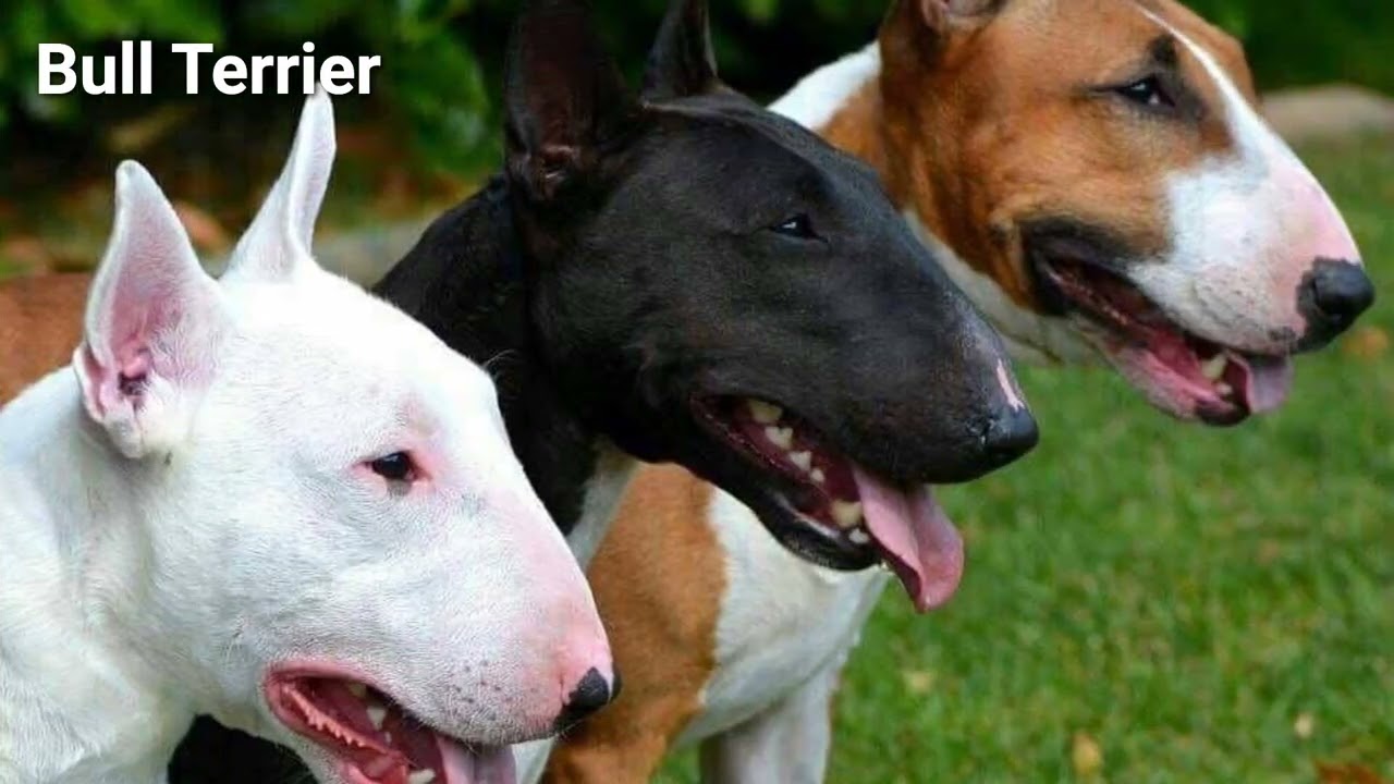 All Dog Breeds Slideshow