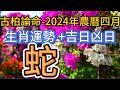 【古柏論命每月運勢+吉日凶日】2024年農曆四月(陽曆2024年5/8 ~ 6/5)生肖運勢分享 -  蛇