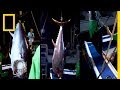 سمكة التونة العنيدة: نقطة الانكسار | ناشونال جيوغرافيك أبوظبي