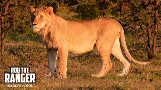 Ormoti Young Lions In Morning Light | Lalashe Mara Ripoi Safari