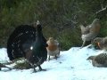 Capercaillie display in Froland, Norway,  april 2009