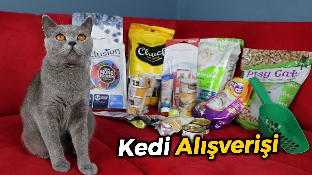 Exclusion Kedi Mamasi Incelemesi Mukemmel Icerikli Kedi Mamasi Youtube