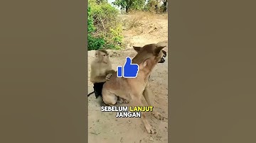 anjing yang arogan
