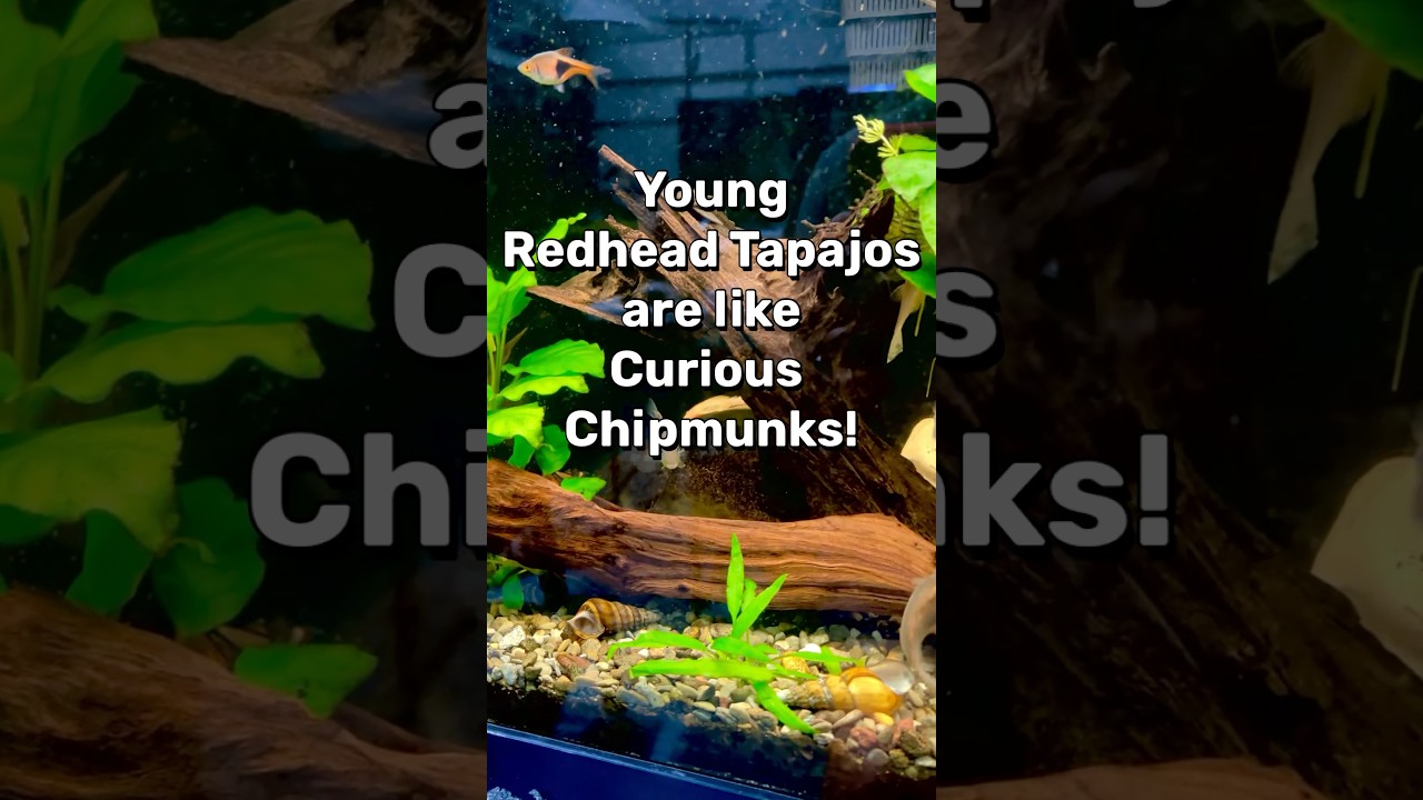The Geophagus Redhead Tapajos Growing-Out in My 55 Planted Community Fish Tank