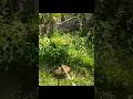 Stihl FS 120 in Action Cutting Grass and Weeds #stihl #trimmer #diy #brushcutter #weedeater