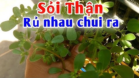 Bài thuốc trị Sỏi Thận, Bàng Quang, Tiết Niệu từ loại rau quanh vườn ít ai ngờ tới