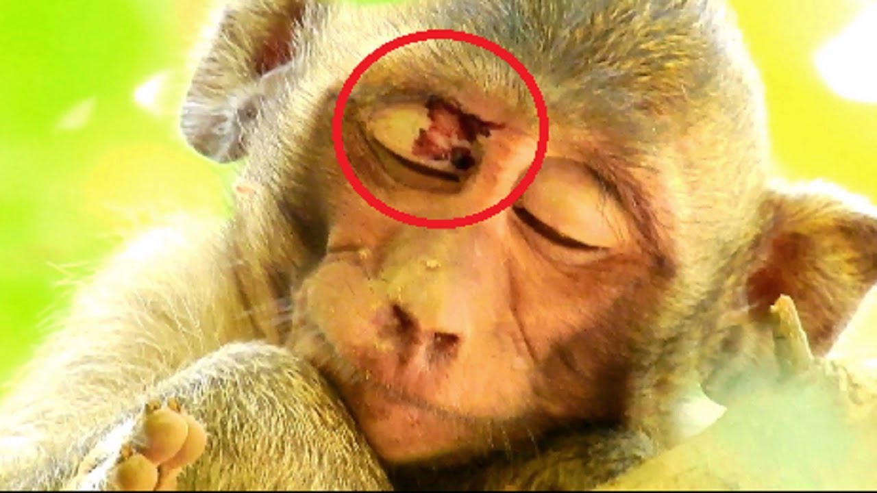 Poor Orphan Jessie! Deeply sad baby she feel really tired after an injure serious,pity on Jessie