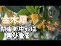 金木犀（キンモクセイ）　関東を中心に再び香る