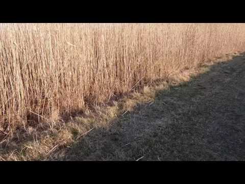 Berro vom Rexon forst, this is real hunting dog