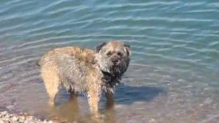 A Fishing Border Terrier - Borderterrieri Rölli Rannalla
