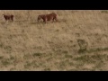 Caballo al pie del Pico Espigüete en Valverde de la Sierra (León)