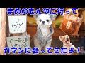 まめのもんやに行って、カマンに会ってきたよ!