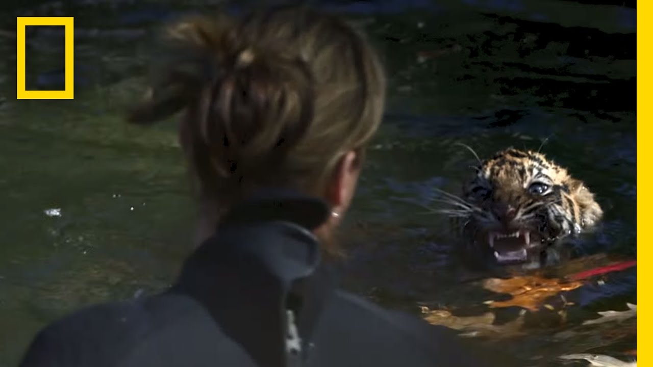 Tiger Cubs Pass Swim Test | National Geographic