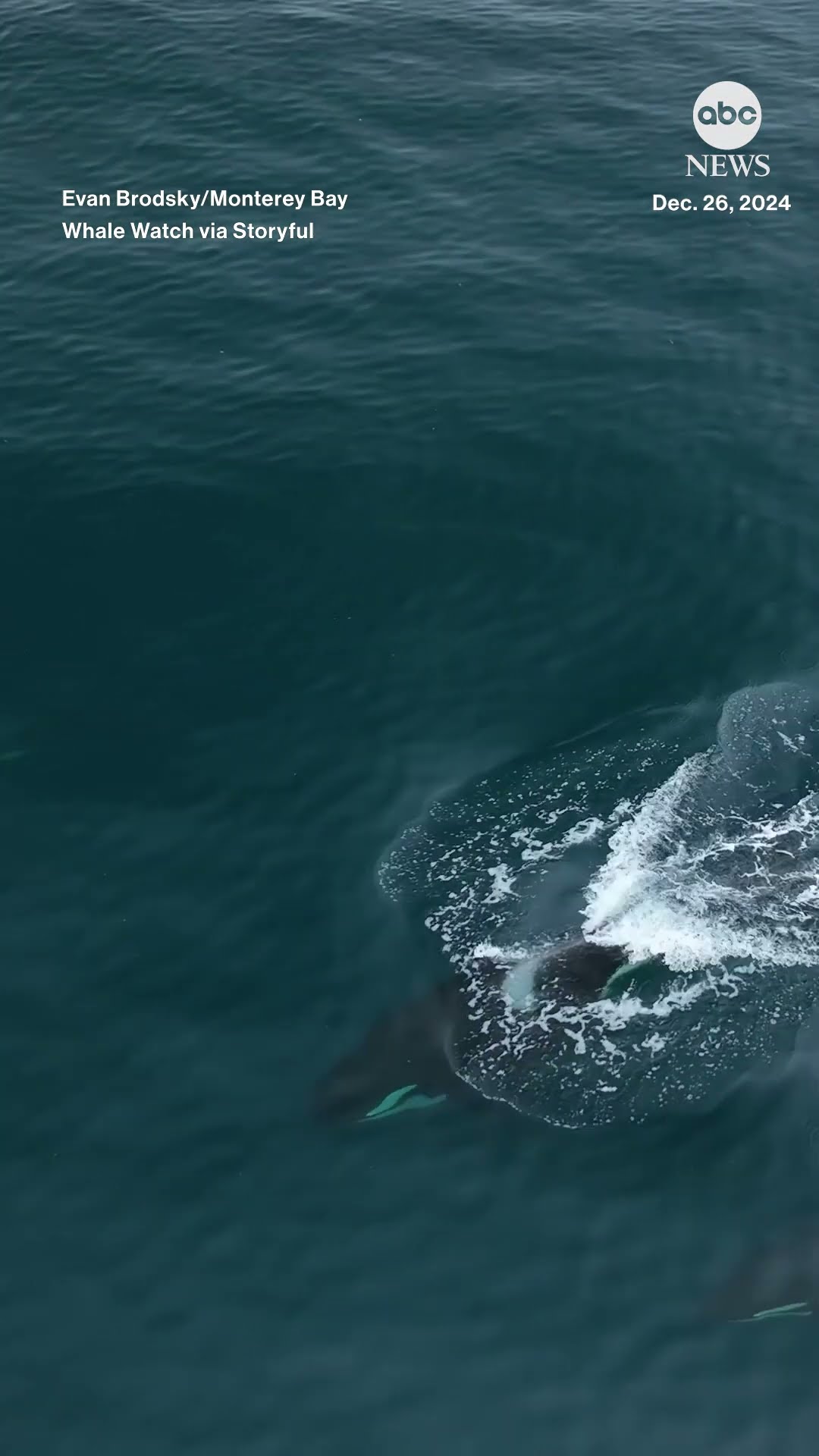 Orcas make rare appearance near California coast