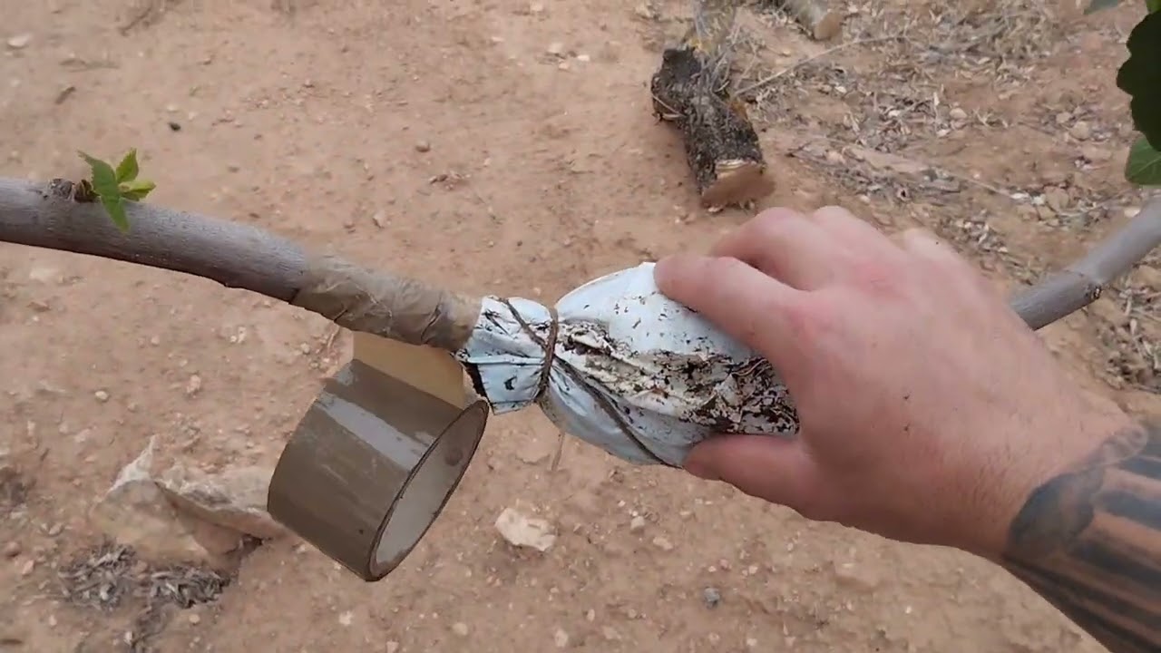 como hacer un acodo aéreo en higuera 👌😀🍀