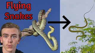 These Snakes Can FLY (Chrysopelea Snakes)
