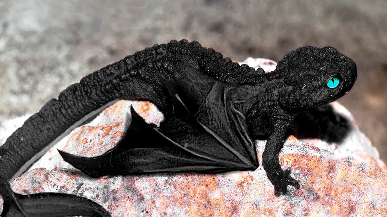 Pictures Of Real Life Dragons