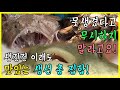 못생겨도 맛있는 생선 복어/아귀/불볼락 [어영차바다야 다시보기]