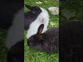 Кролики, гарні тваринки