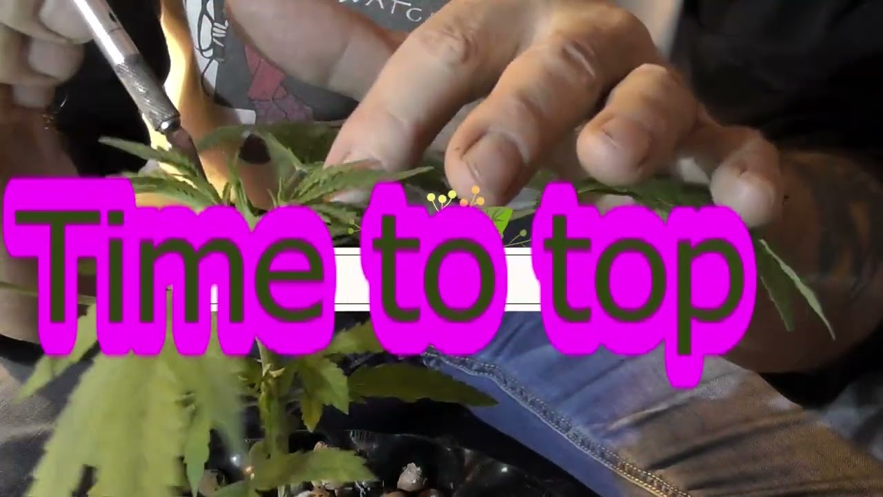 A day in the growroom