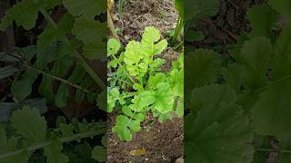 Radish Garden