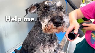 Taking my Schnauzer to a CAR WASH For a Bath!