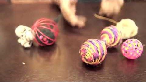 PET 101 - DIY CAT PUZZLE