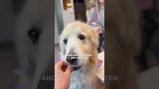 Samantha - Looking for a forever home #petfinder #pyrenees #pets