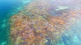 [4K] Exploring Coral Wonders Okinawa, A Breathtaking Compilation #13 DJI Mavic 3 沖縄 珊瑚
