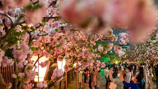 「桜の通り抜け」夜桜満開　３年ぶりの一般公開始まる　造幣局