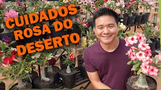 Como cuidar da Rosa do Deserto - AULÃO