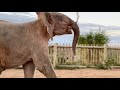 Khanyisa takes her morning dash to her new family, the Jabulani Herd.