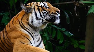 Wwfxzaggora - Wild At Heart - Organic Cotton Collection