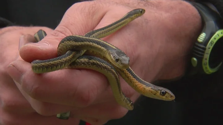 House Of Snakes: Dream Home Turns Out To Be A Nightmare