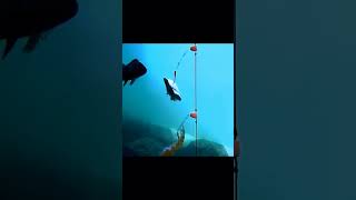 #Mancing CARA IKAN MAKAN DI DASARAN LAUT