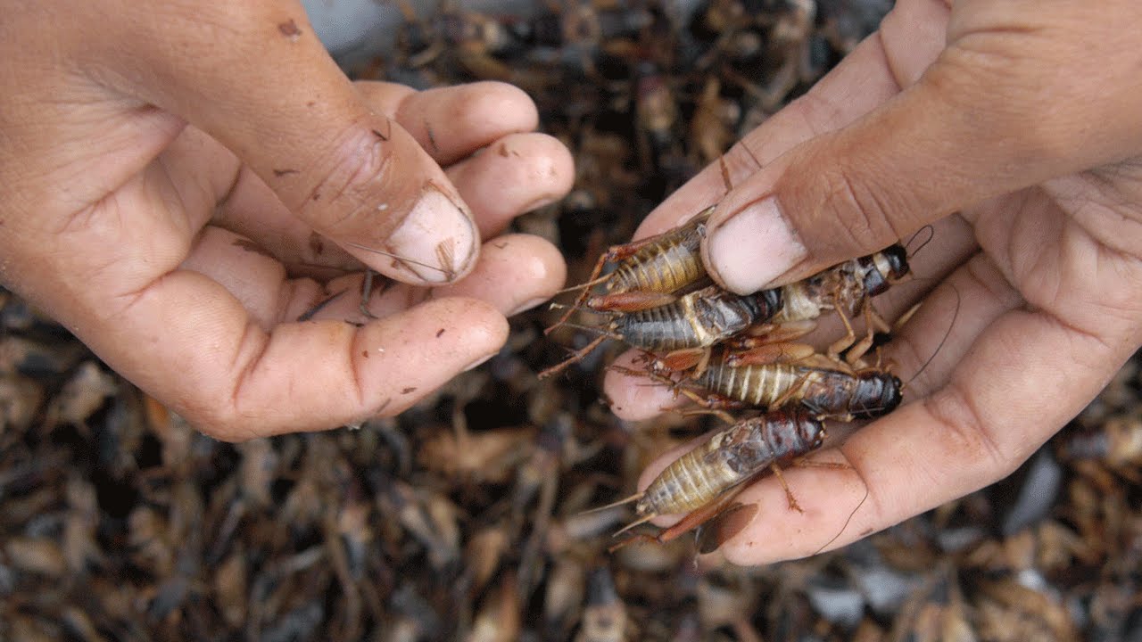 How Exo Convinced Investors to Buy in on Bugs | Fortune