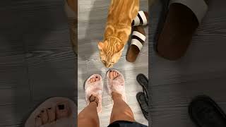 #orangecat #gatos #cat #gatolaranja #funny #viral #engraçado