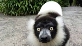 Black and white ruffed lemurs alarm call