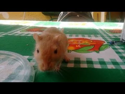 hamster care sol vai ter finhotinhos