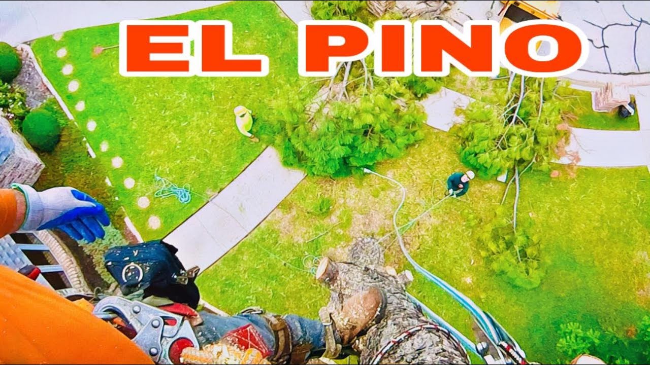 PINE TREE REMOVAL just in a few hrs - YouTube