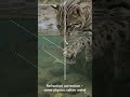 How a Cat Hunts in Salty Water | Physics & Physiology of Chilika’s Predator 🧪 #shorts
