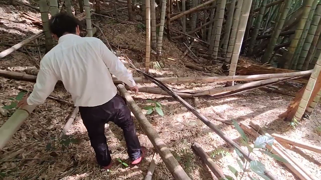 ヒカル社長タケノコを探す‼️