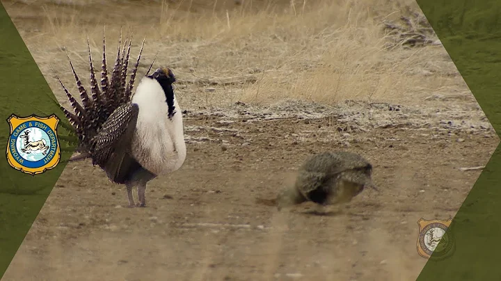 Sage Grouse Populations - Wyoming
