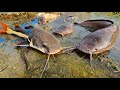 Catch Giant Catfish In A Hole Tiger Fish Snakehead Fish Ornamental Fish Koi Fish Lobsters Catch Giant Catfish In A Hole Tiger Fish Snakehead Fish Ornamental Fish Koi Fish Lobsters
